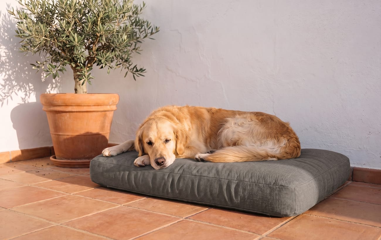 Hond ligt te slapen op een hondenkussen in een warm interieur